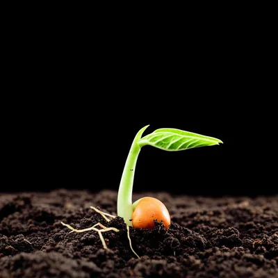 Illustration inherent