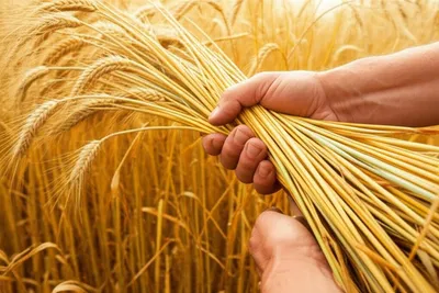 Illustration crop - Image 1