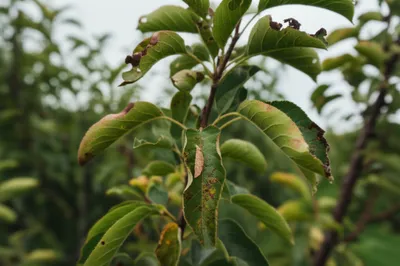 Illustration palmer - Image 1