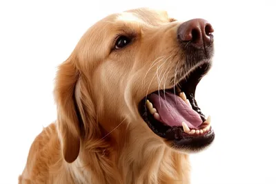 Illustration bark - Image 1