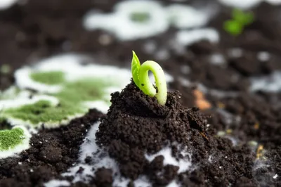 Illustration molded - Image 1