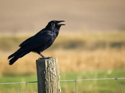 Illustration craw - Image 1