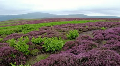 Illustration moorland