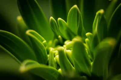 Illustration sepals - Image 1