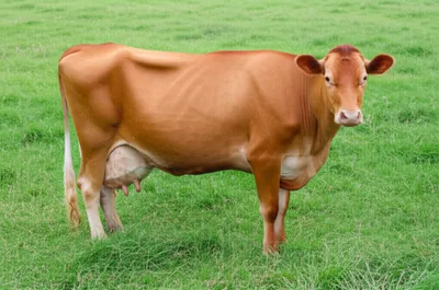 Illustration bloat - Image 1