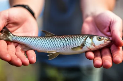 Illustration stretch - Image 1