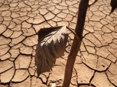 Illustration withered - Image 1