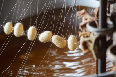 Illustration filature - Image 1