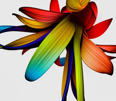 Illustration deformity