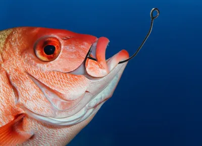 Illustration barb - Image 1