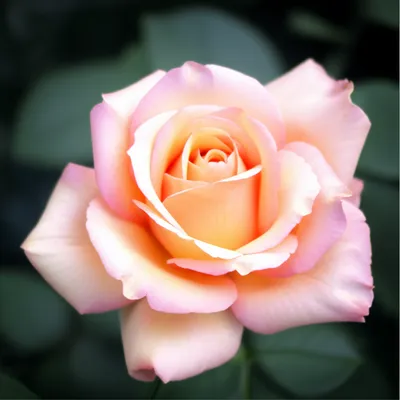 Illustration blush - Image 1