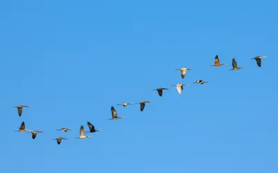 Illustration sorted - Image 1