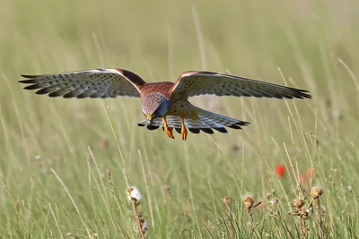Illustration kestrel - Image 1