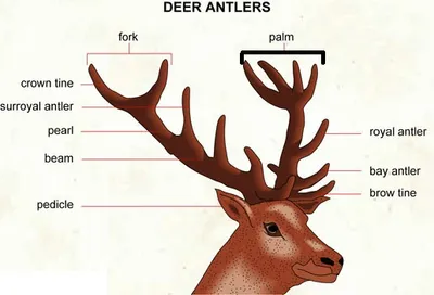 Illustration palm - Image 2