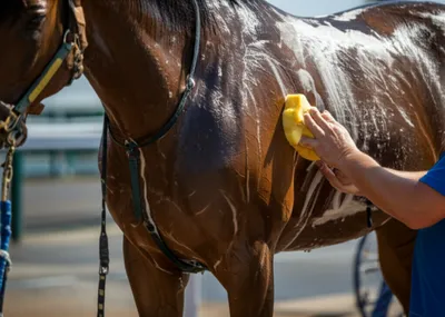 Illustration lathered - Image 1