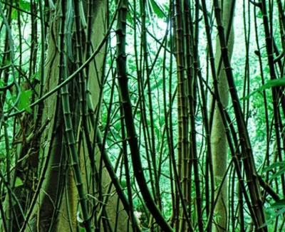 Illustration rattan - Image 1