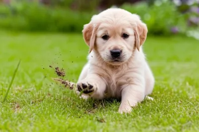 Illustration paw - Image 1