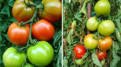 Illustration wilt - Image 1