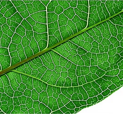 Illustration rib - Image 1