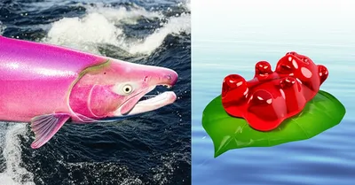 Illustration lax - Image 1