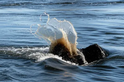 Illustration language - Image 1