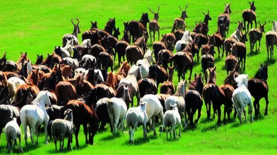 Illustration herd - Image 1