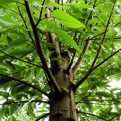 Illustration offshoots - Image 1