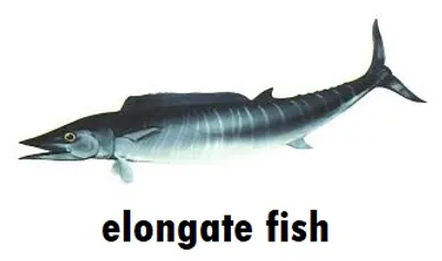 Illustration elongate - Image 3