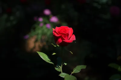 Illustration focused - Image 1