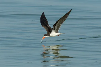 Illustration cutwater - Image 1