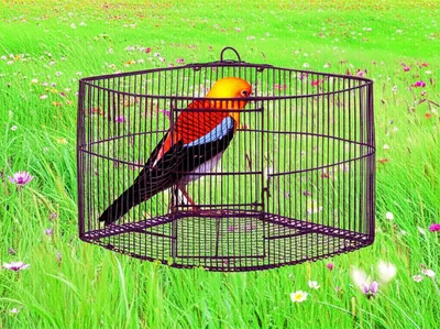 Illustration pent - Image 1