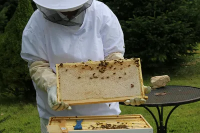 Illustration apiary - Image 1