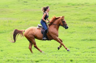 Illustration mounts - Image 1