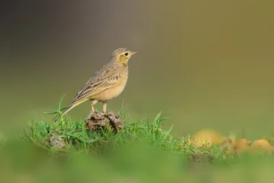 Illustration pipit - Image 2