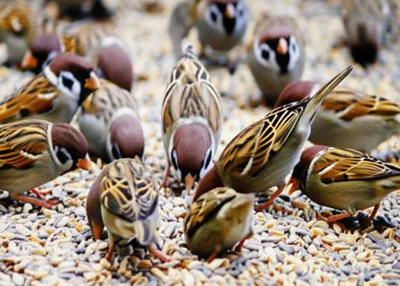 Illustration pecks - Image 1