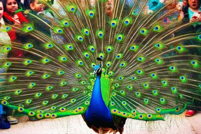 Illustration displays - Image 1