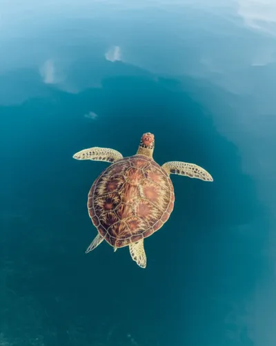 Illustration overside - Image 1