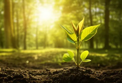 Illustration sap - Image 1