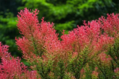 Illustration wahoos - Image 1