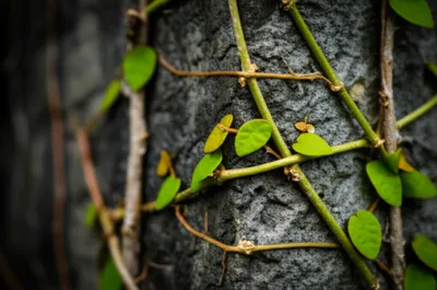 Hình ảnh minh họa clave - Ảnh 1