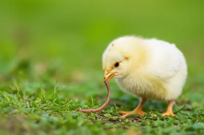 Illustration pecking - Image 1