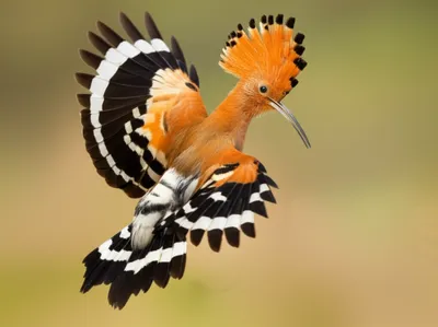Illustration hoopoe - Image 1