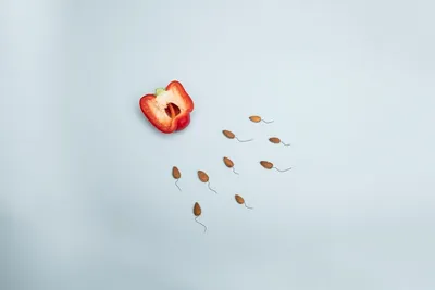 Illustration inseminating - Image 2