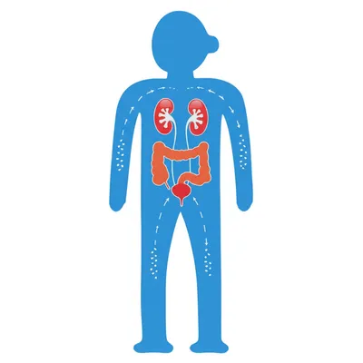 Illustration excretory - Image 1