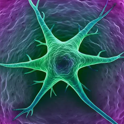 Illustration stellate