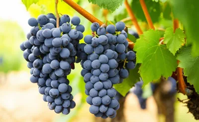 Illustration wine