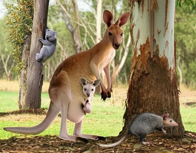 Illustration marsupial