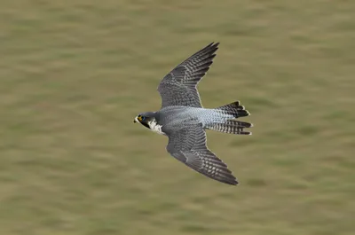 Illustration stoops - Image 1