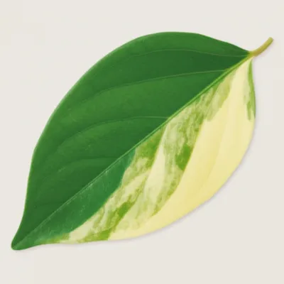 Illustration variegated - Image 1