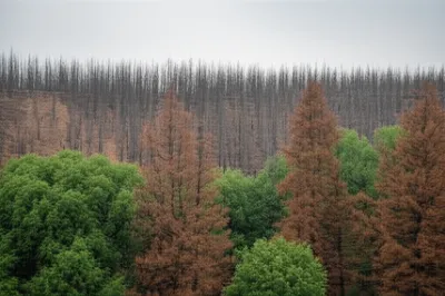 Illustration dwindle - Image 1